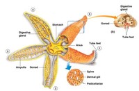 starfish.jpg